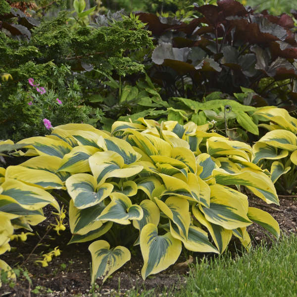 'Autumn Frost' Live Starter Hosta. Loves Shade. Super Easy to Grow. Super Cool. Ready for Spring Planting.