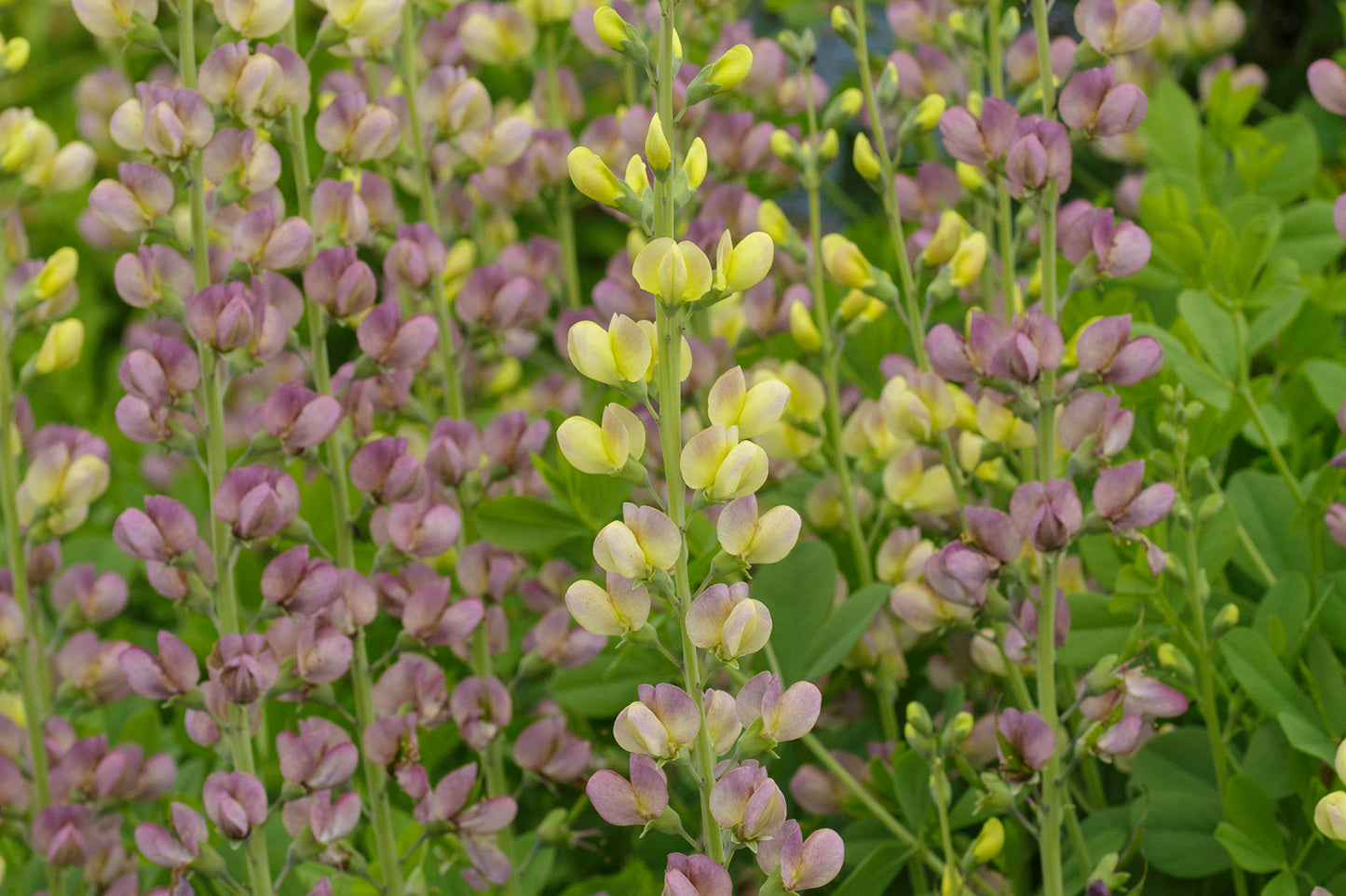 Creek Hill Nursery / Baptisia 'Aurora'