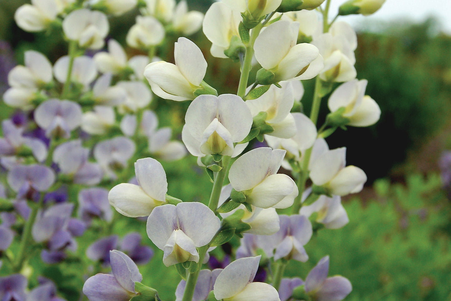 Creek Hill Nursery / Baptisia 'Lunar Eclipse'