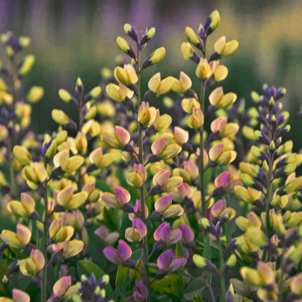 3-Pack Baptisia 'Pink Lemonade' False Indigo Perennial. Stunning Colors. Easy to Grow. False Indigo. Ready to Plant.