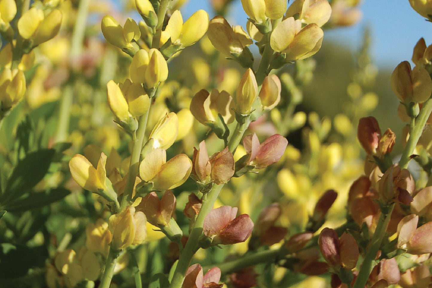 Creek Hill Nursery / Baptisia 'Solar Flare'