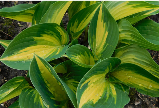 Beach Boy Starter Hostas. Great Roots. Loves Shade Super Easy to Grow. Shipped Trimmed.