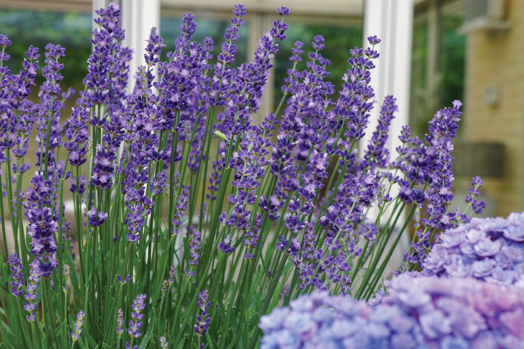 time of year to plant lavender 3-Pack Lavandula angustifolia 'Big Time Blue' Lavender Starter Plants. Larger Flowers. Loves Sun. Easy to Grow