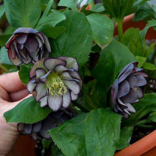 Helleborus 'Black Tie Affair' Lenten Rose Perennial. Silver-Veined Leaves.