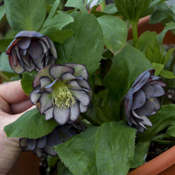 Helleborus ’Black Tie Affair’ Lenten Rose Perennial. Silver-Veined Leaves. perennial