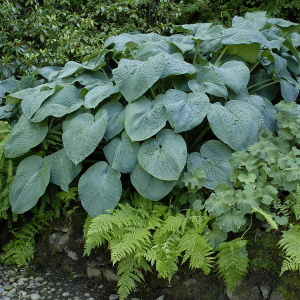 Jumbo Root Ball Hosta 'Blue Angel' Starter Perennial. Loves Shade. Easy to Grow. Attracts Hummingbirds.