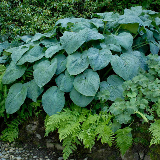 Jumbo Root Ball Hosta 'Blue Angel' Starter Perennial. Loves Shade. Easy to Grow. Attracts Hummingbirds.