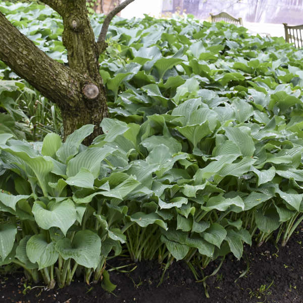 Jumbo Root Ball Hosta 'Blue Angel' Starter Perennial. Loves Shade. Easy to Grow. Attracts Hummingbirds.