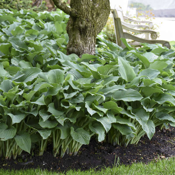 Jumbo Root Ball Hosta 'Blue Angel' Starter Perennial. Loves Shade. Easy to Grow. Attracts Hummingbirds.