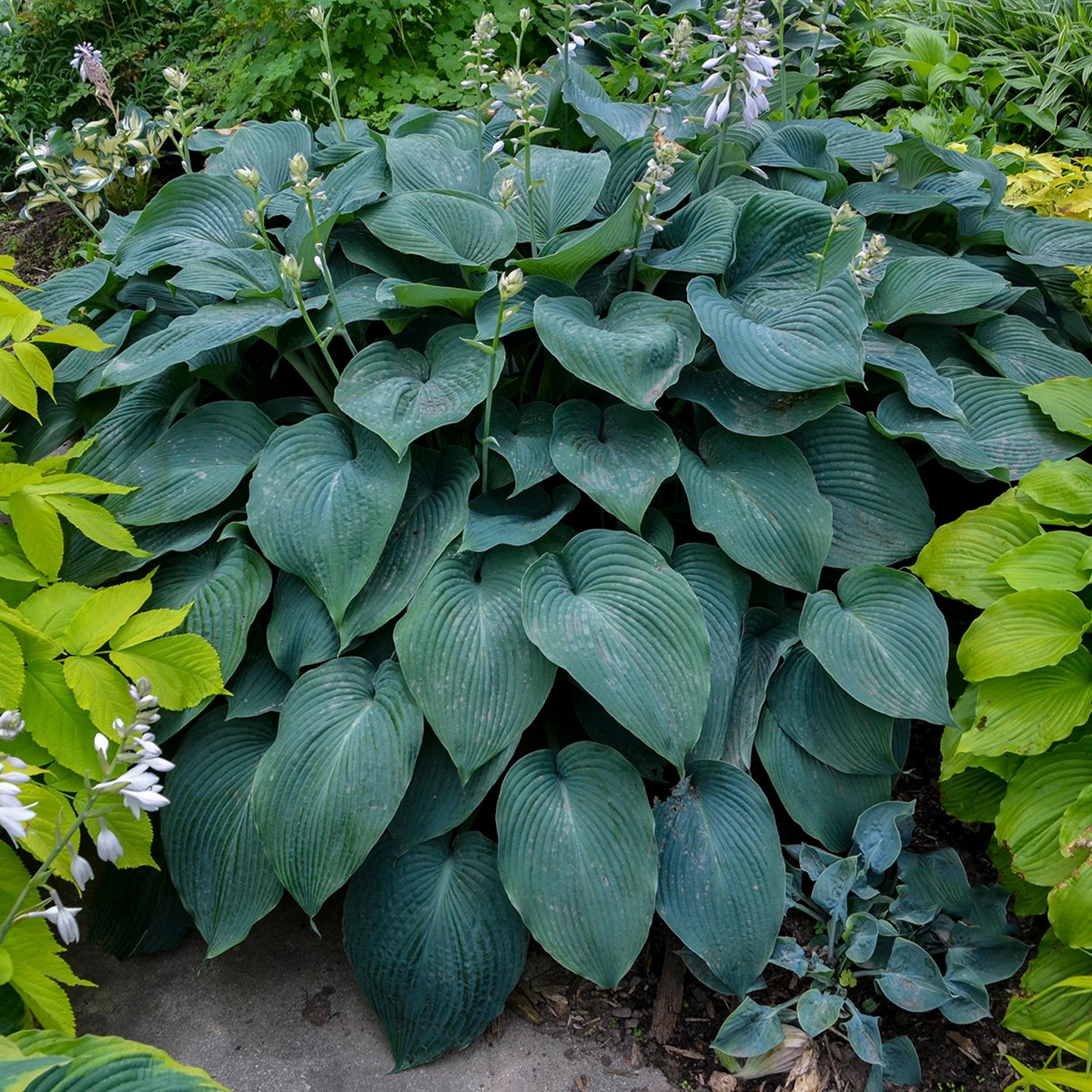 Jumbo Root Ball Hosta 'Blue Angel' Starter Perennial. Loves Shade. Easy to Grow. Attracts Hummingbirds.