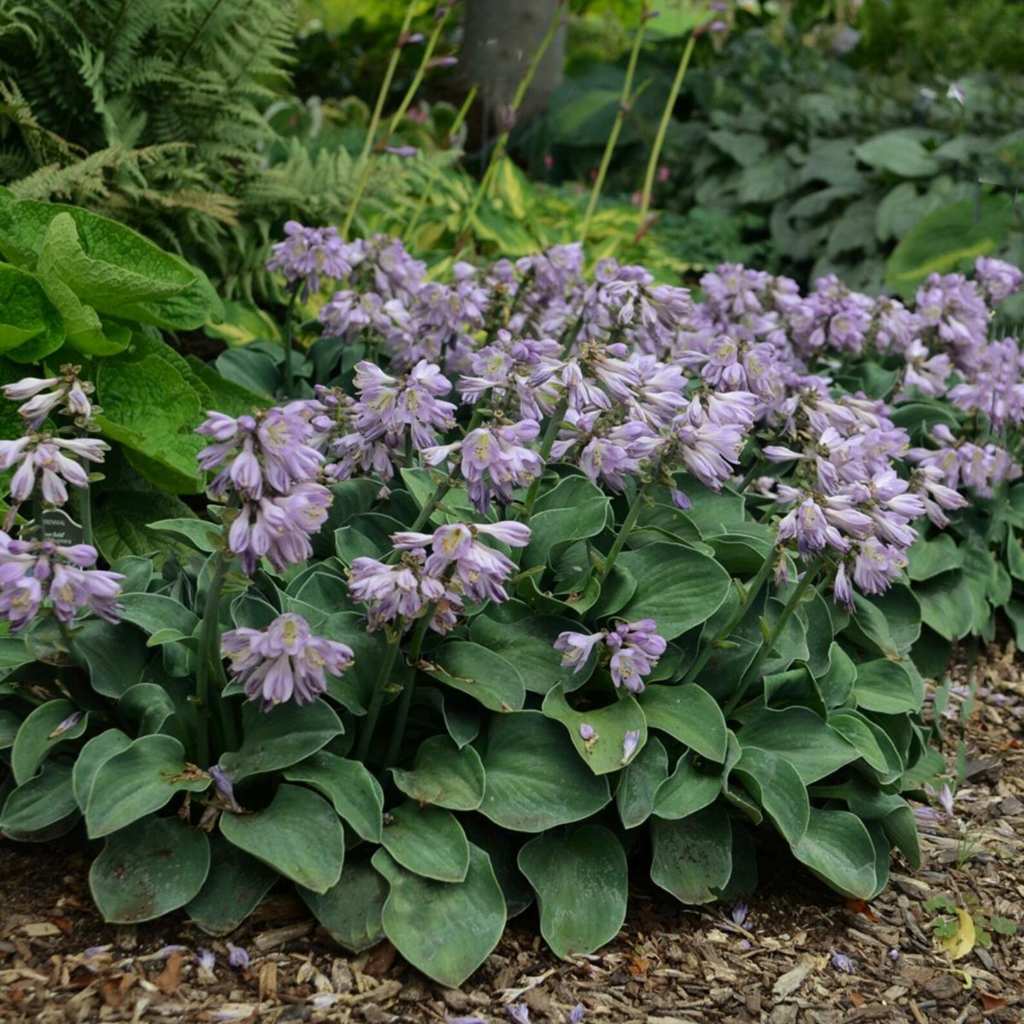 Hosta 'Blue Mouse Ears' Miniature Starter Perennial. Super Cute. Blue. Easy to Grow. Buy 3 or More, Save 15%!