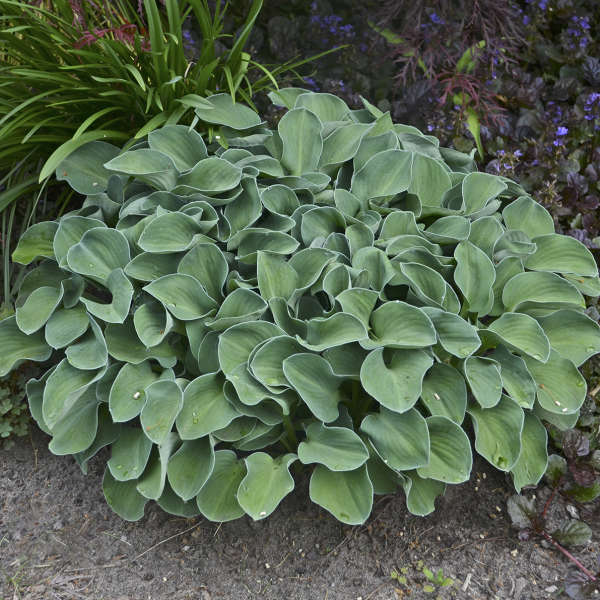 Hosta 'Blue Mouse Ears' Miniature Starter Perennial. Super Cute. Blue. Easy to Grow. Buy 3 or More, Save 15%!