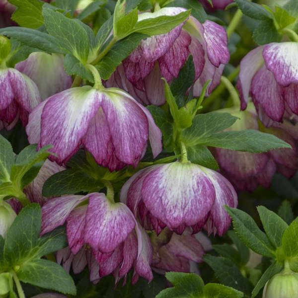 Helleborus WEDDING PARTY® Series Mix