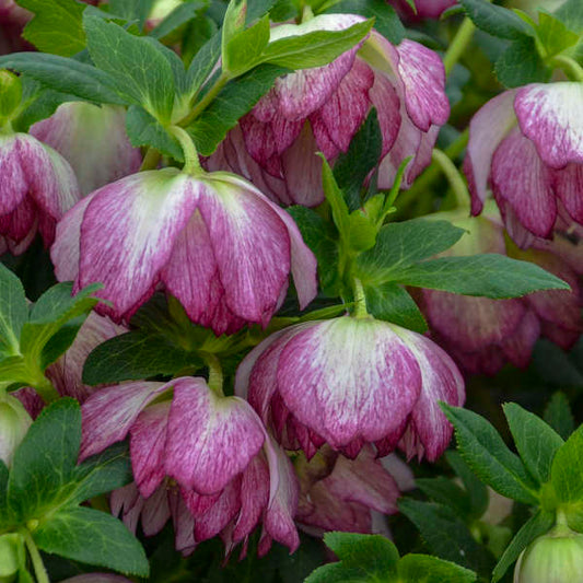 Helleborus 'Blushing Bridesmaid' Lenten Rose Perennial