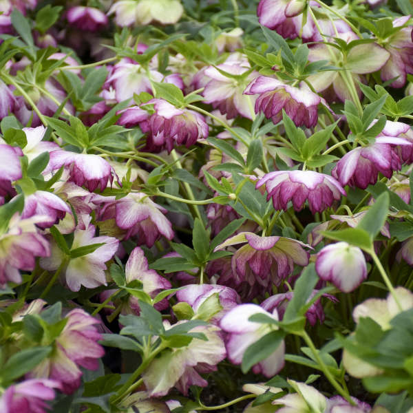 Walters Gardens, Inc. / Helleborus 'Blushing Bridesmaid'