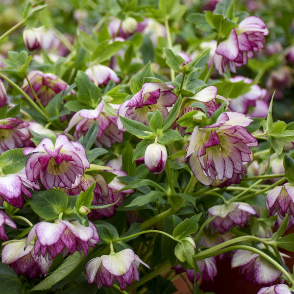 Helleborus 'Blushing Bridesmaid' Lenten Rose Perennial