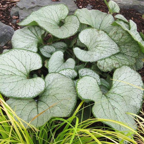 Emerald Coast Growers / Brunnera macrophylla Garden Candy™ 'Silver Heart'