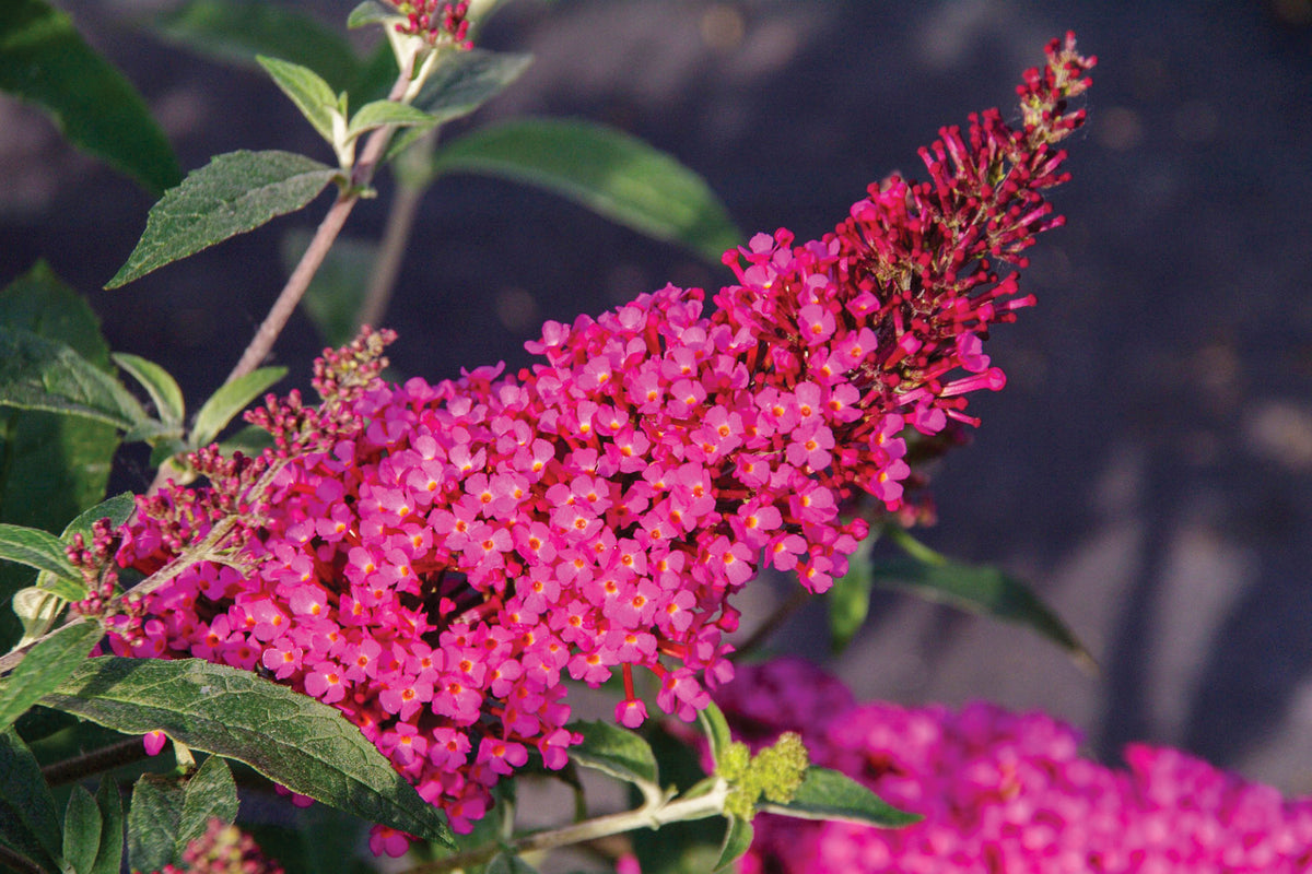 Creek Hill Nursery / Buddleia 'Raspberry Butterfly Bush'