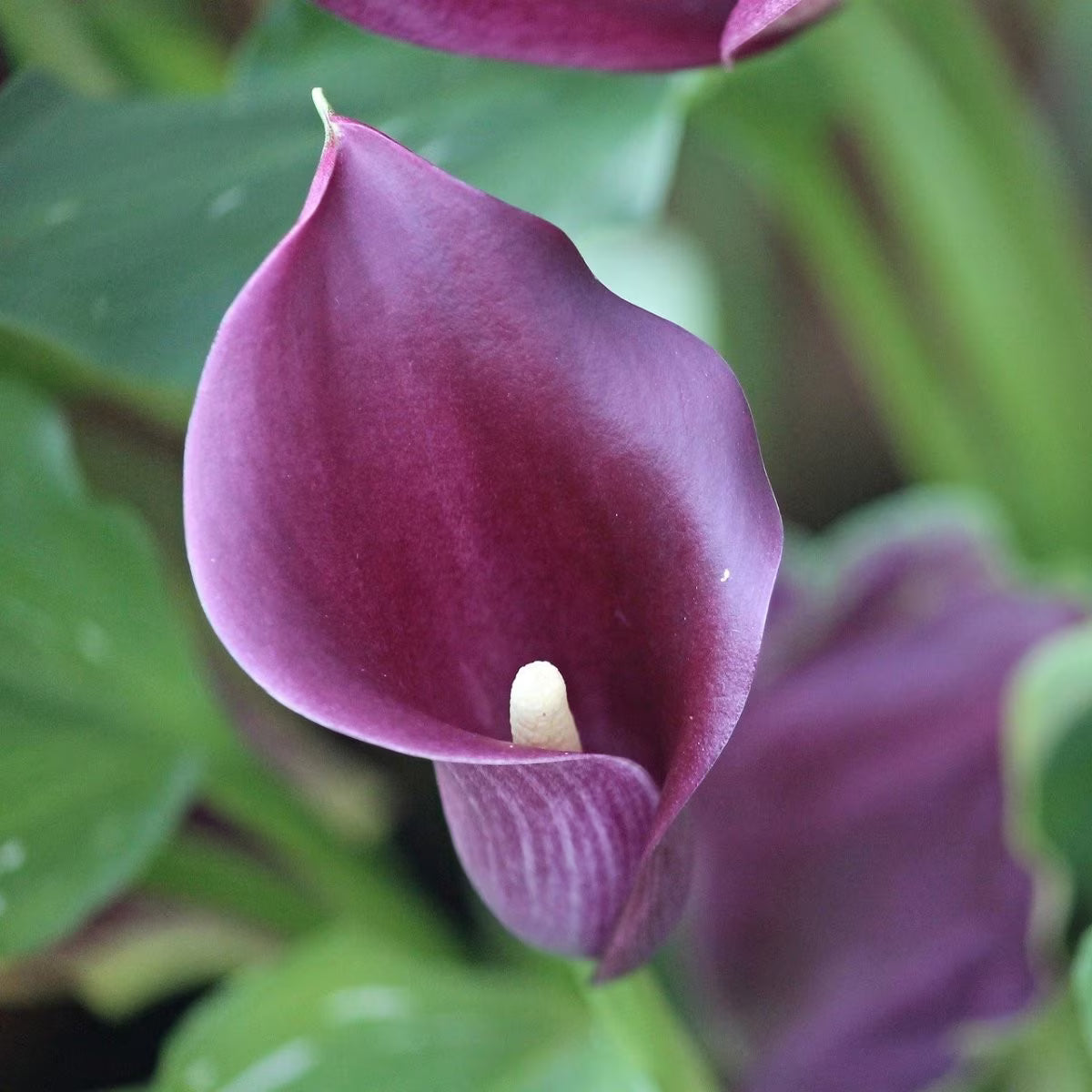Leo Berbee Bulb Co. / Calla Accent