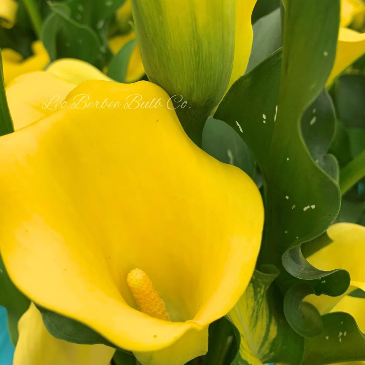 Leo Berbee Bulb Co. / Calla 'Monte Carlo'