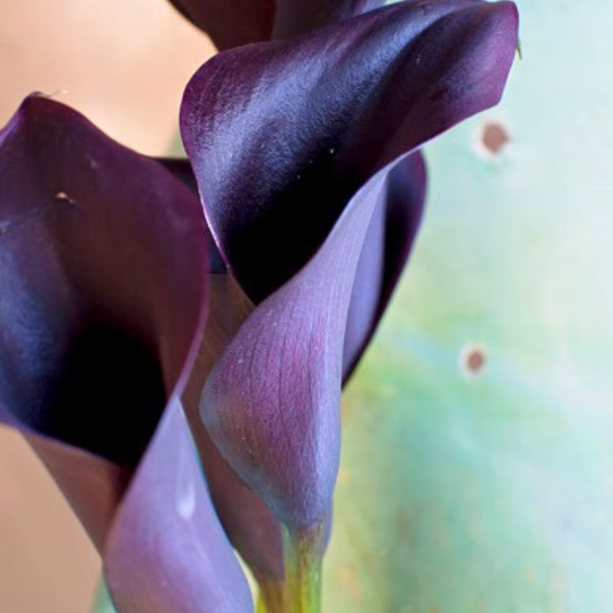 Calla Paco. Purple-Red Blooms. Pollinator. Long Blooms. Easy to Grow. Loves Sun.