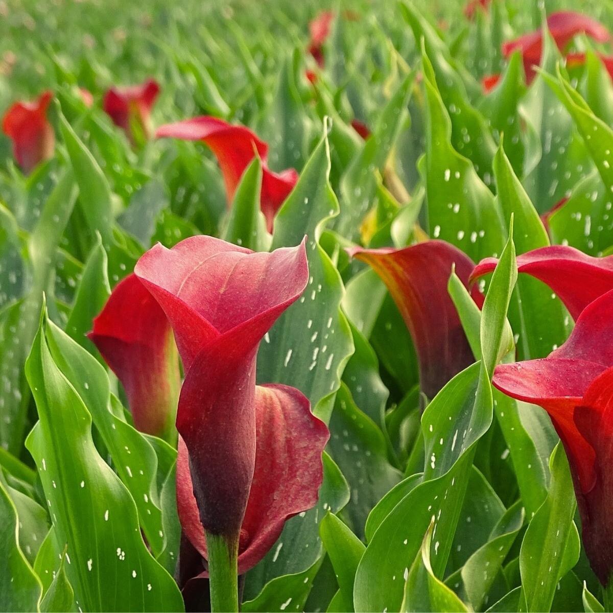 3 Calla Red Charm. Classic Beauty. Long Blooming. Pollinator. Easy to Grow. Loves Sun.