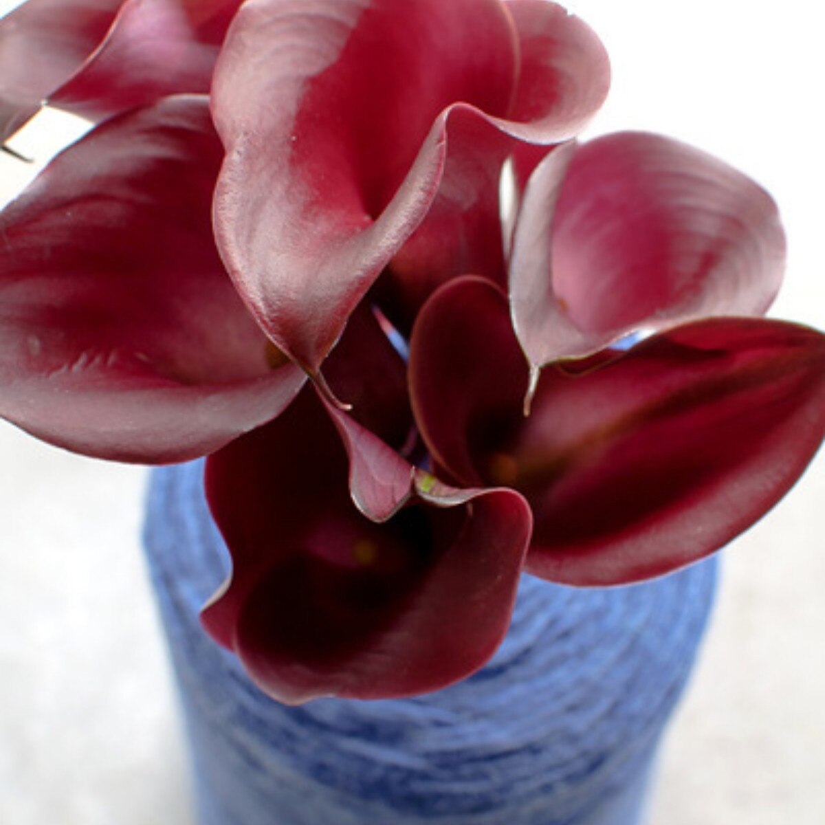3 Calla Red Emotion. Sultrous Vibe. Long Blooming. Pollinator. Easy to Grow. Loves Sun.