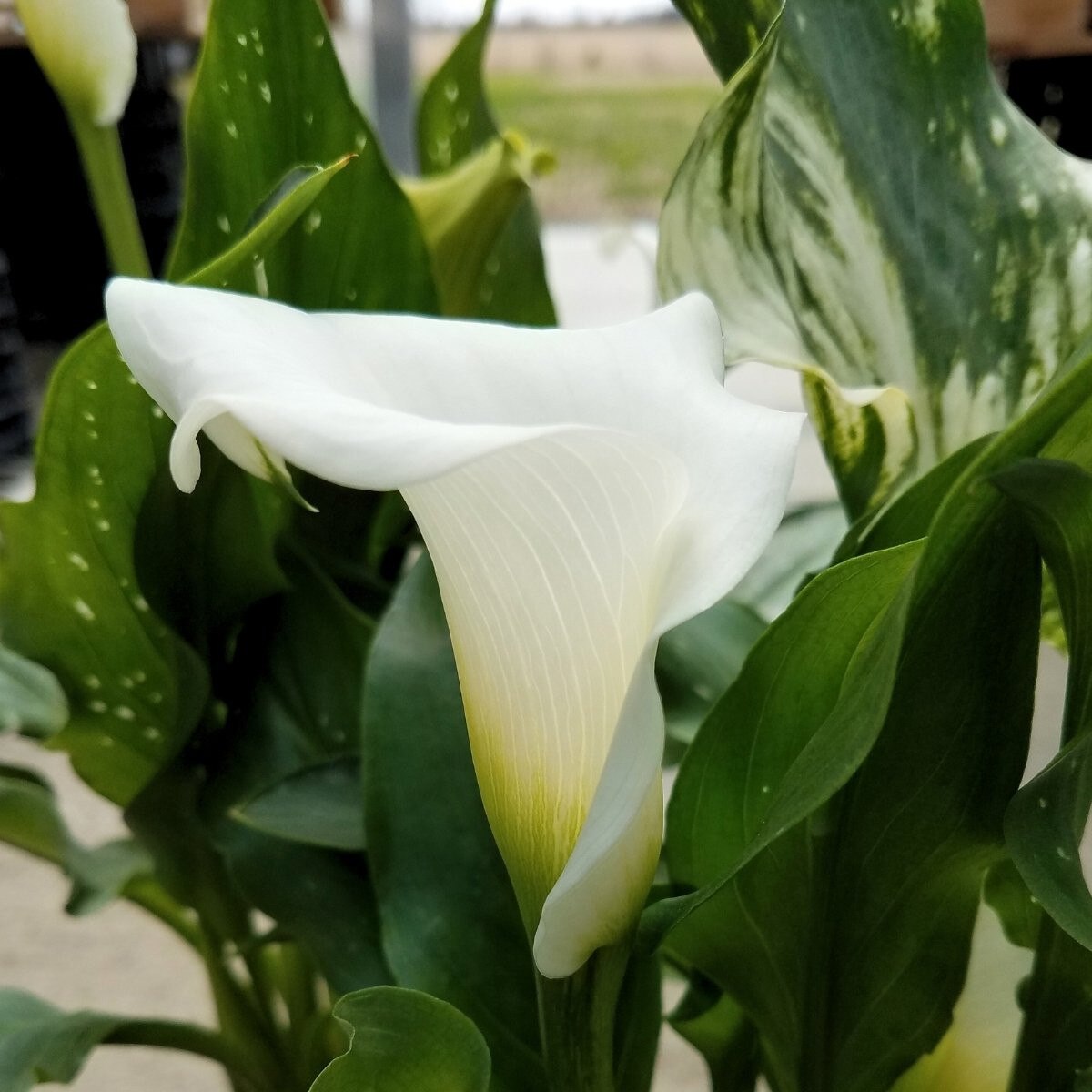 3 Calla Snow Storm. Classic White. Long Blooming. Pollinator. Easy to Grow. Loves Sun.