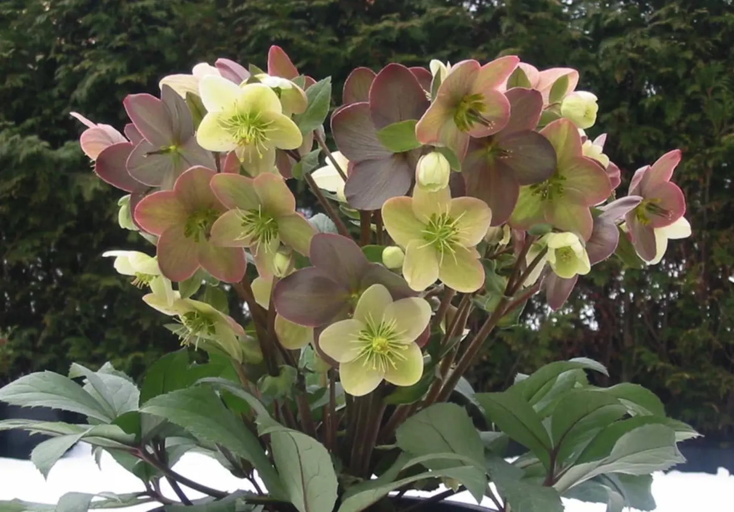 Helleborus 'Candy Love' Lenten Rose Perennial