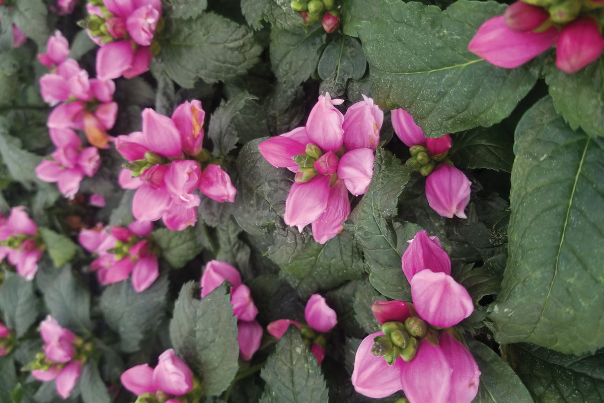 3-Pack Chelone 'Hot Lips' Pink Turtlehead Starter Perennials. Brilliant Pink Flowers. Love Sun.