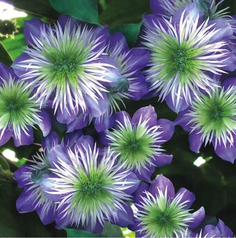 Clematis 'Crystal Fountain' Starter Perennial. Shipped Trimmed and Ready to Plant.
