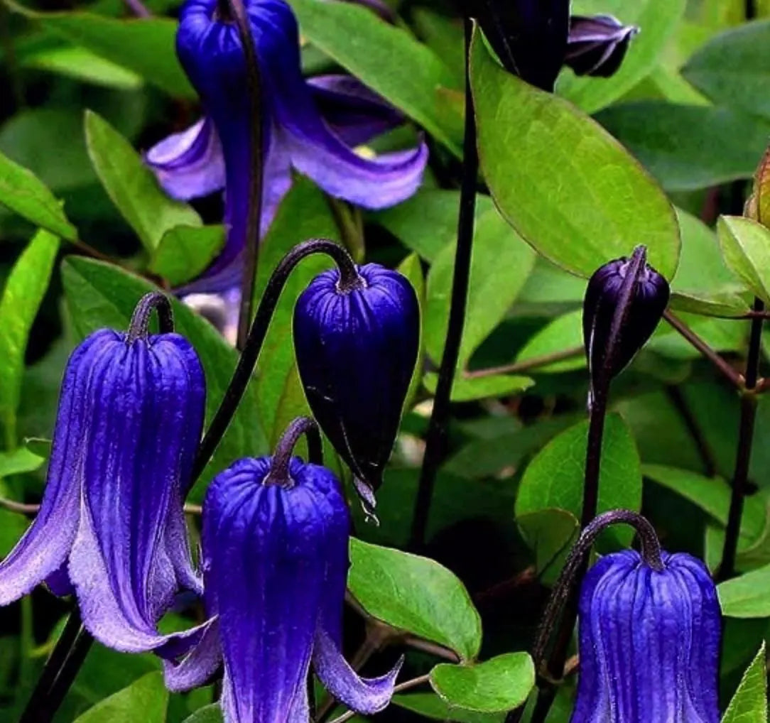 2-Pack Clematis 'Rooguchi' Starter Perennial. Blue and Purple Ready to Plant. Super Healthy Perennial. You'll love this color.