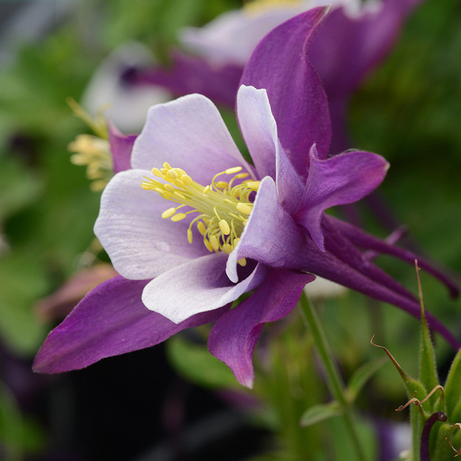 Emerald Coast Growers / Aquilegia xhybrida Earlybird™ Purple White