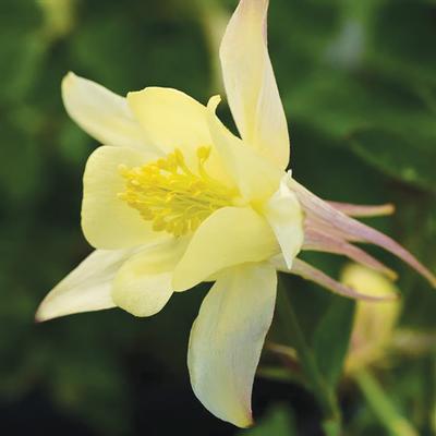 Swift Greenhouses, Inc. / Aquilegia hybrida 'Earlybird™ Yellow'