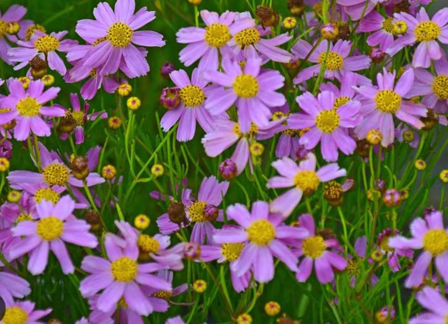 5 Mixed Coreopsis Starter Tickseed Perennials. Bright Colorful Flowers. Love Sun.