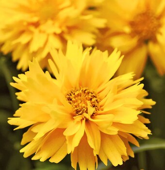 5 Mixed Coreopsis Starter Tickseed Perennials. Bright Colorful Flowers. Love Sun.