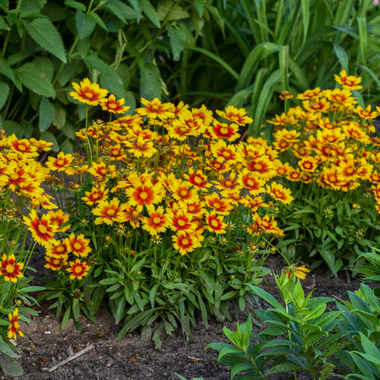 3 Coreopsis UPTICK™ Gold & Bronze 'Baluptgonz' Tickseed Perennial Starters. Love Sun. Easy to Grow. Great for Beginners.