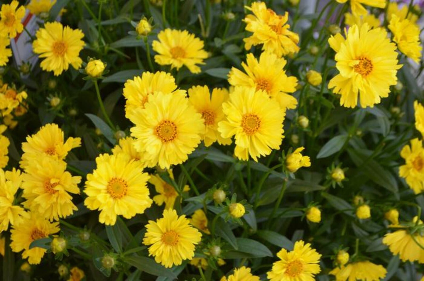 5 Mixed Coreopsis Starter Tickseed Perennials. Bright Colorful Flowers. Love Sun.