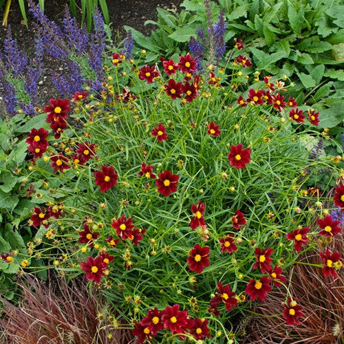 Emerald Coast Growers / Coreopsis 'Big Bang Mercury Rising'