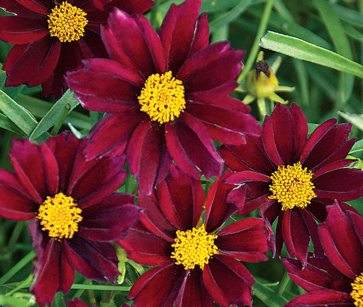 5 Mixed Coreopsis Starter Tickseed Perennials. Bright Colorful Flowers. Love Sun.