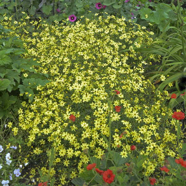 3 Coreopsis verticillata 'Moonbeam' Starter Perennials. Bright Lemon-Yellow Flowers. Loves Sun.