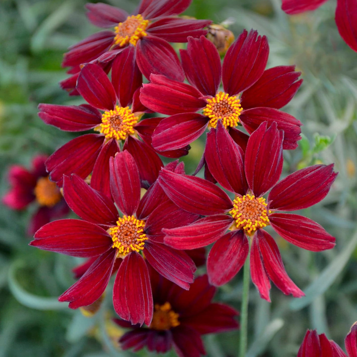 5 Mixed Coreopsis Starter Tickseed Perennials. Bright Colorful Flowers. Love Sun.
