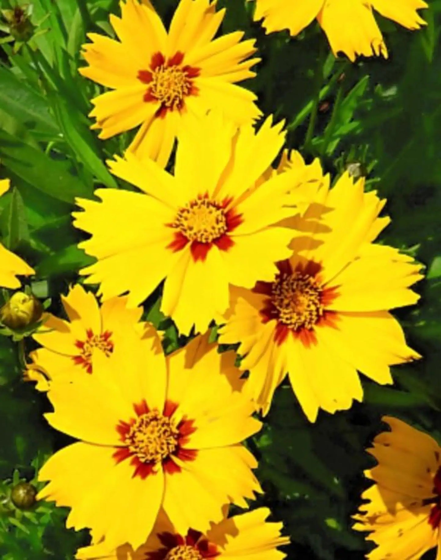 5 Mixed Coreopsis Starter Tickseed Perennials. Bright Colorful Flowers. Love Sun.