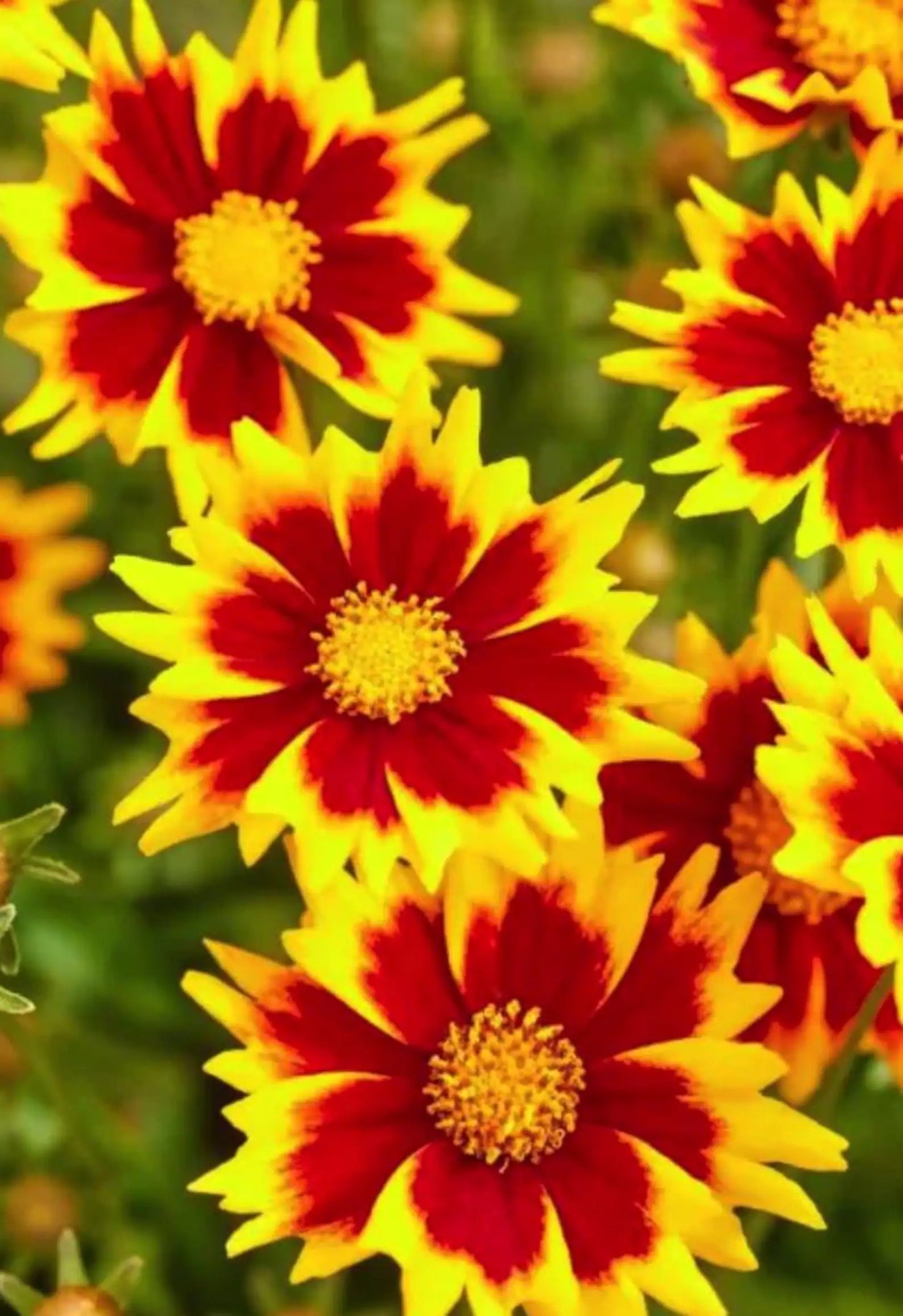 5 Mixed Coreopsis Starter Tickseed Perennials. Bright Colorful Flowers. Love Sun.