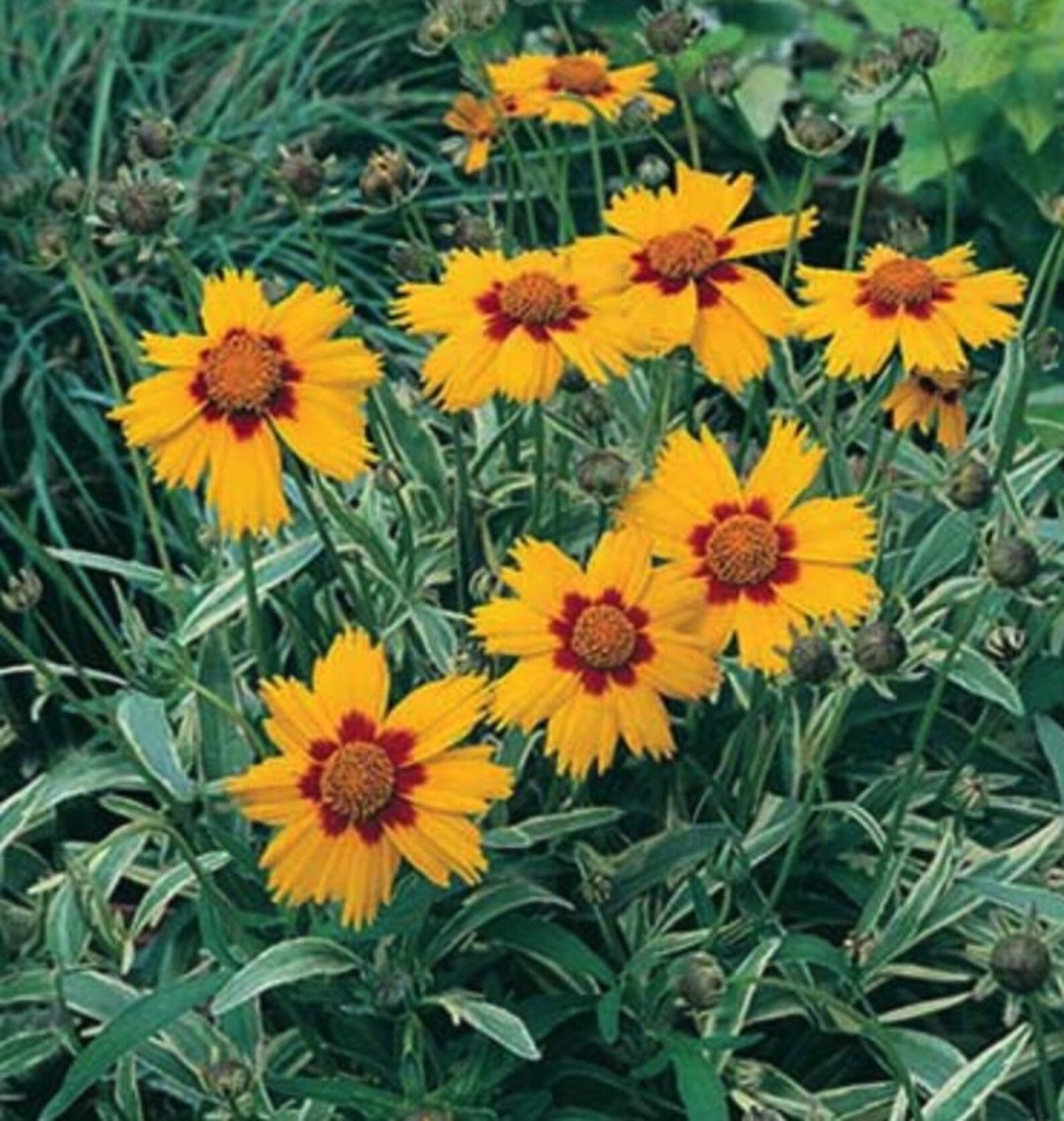 5 Mixed Coreopsis Starter Tickseed Perennials. Bright Colorful Flowers. Love Sun.