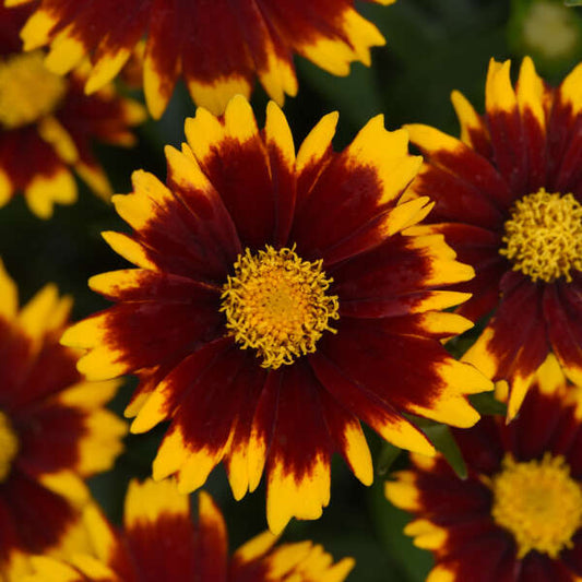 3 Coreopsis UPTICK™ Red 'Baluptred' Tickseed Perennial Starters. Love Sun. Easy to Grow. Long-Lasting Flowers.