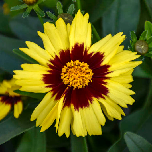 3 Coreopsis UPTICK™ Yellow & Red 'Baluptowed' Tickseed Perennial Starters. Love Sun. Easy to Grow. Great for Beginners.