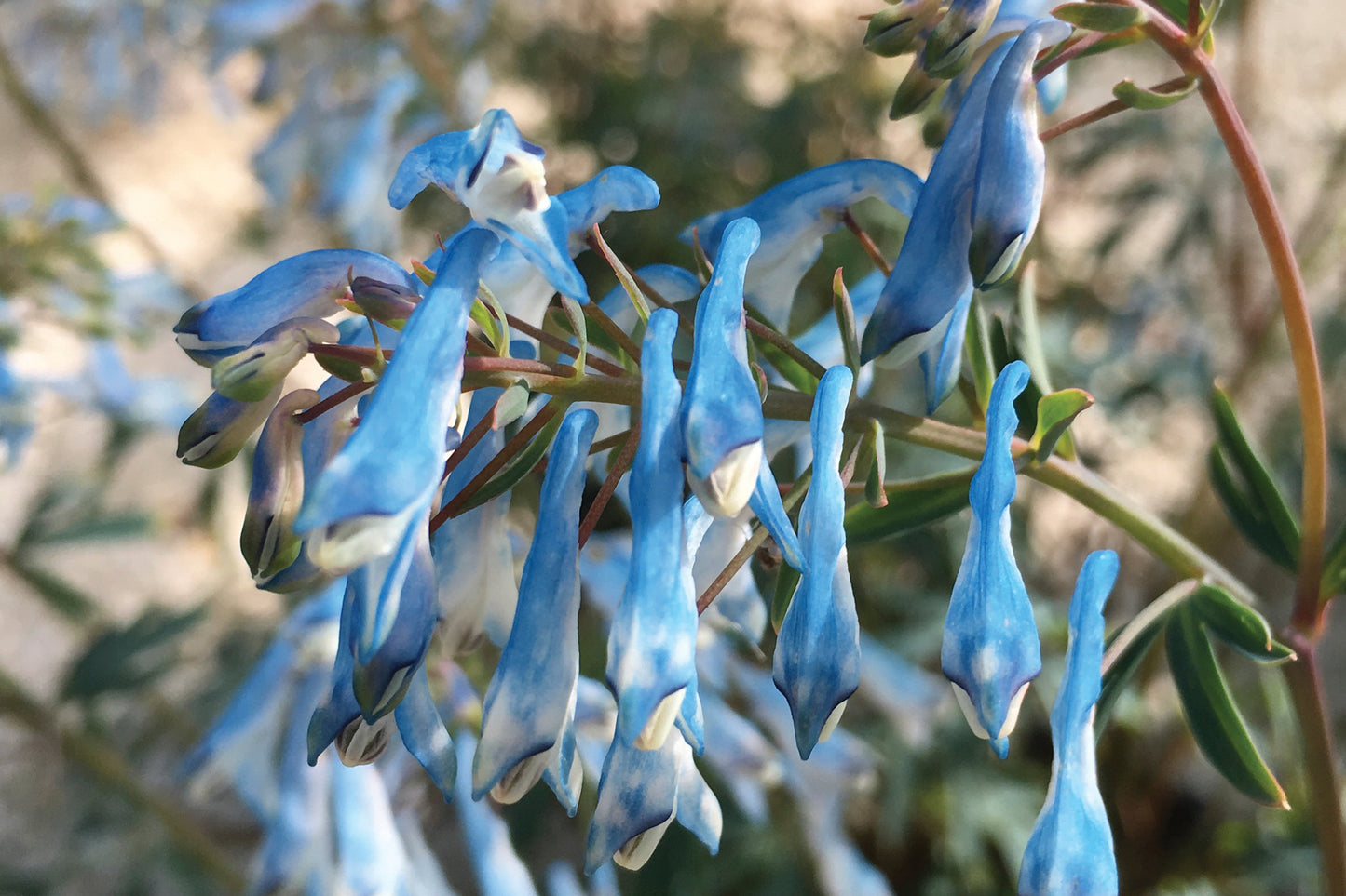 3 Corydalis 'Porcelain Blue' Starter Perennials. Piercing Blue Aqua Flowers. Blooms in Shade.