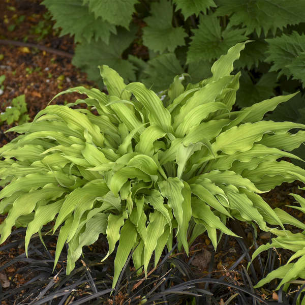 Miniature 'Curly Fries' Starter Hosta. Blue Shades. Easy to Grow. Loves Shade.