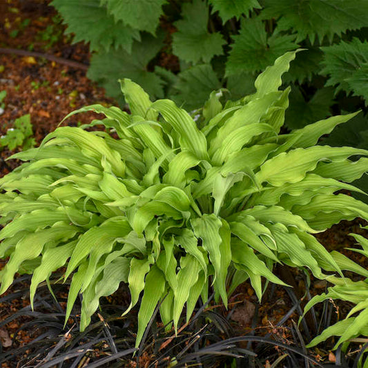 Miniature 'Curly Fries' Starter Hosta. Blue Shades. Easy to Grow. Loves Shade.